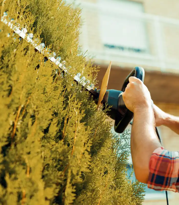 Ced Elagage Paysage Elagage Abattage Herault Elagage Et Abattage A Marsillargues