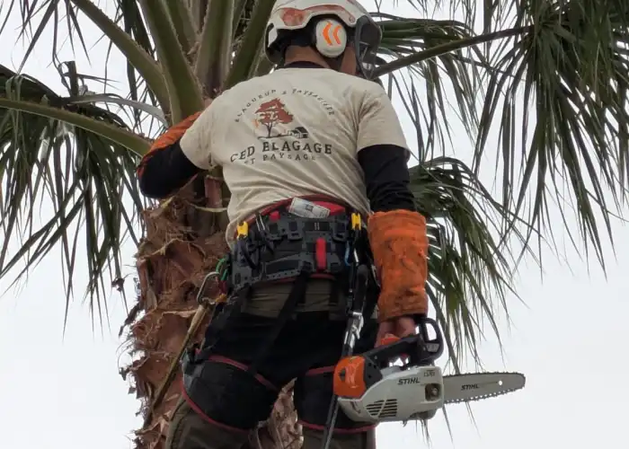 Ced Elagage Paysage Elagage Abattage Herault Elagage Et Taille De Palmiers