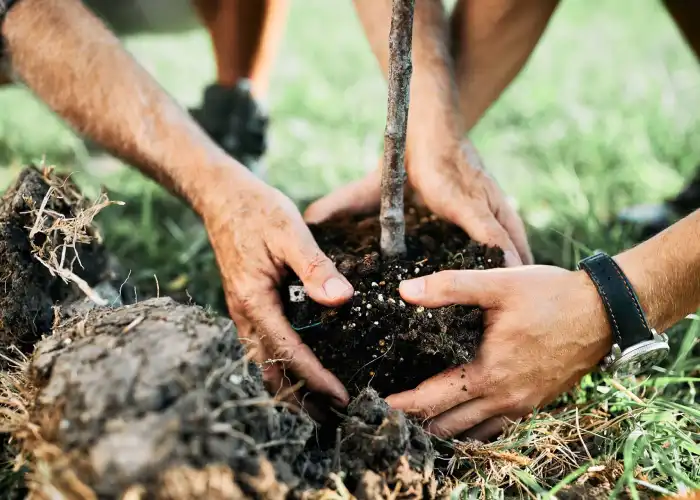 Ced Elagage Paysage Elagage Abattage Herault Plantation Darbres Et Arbustes