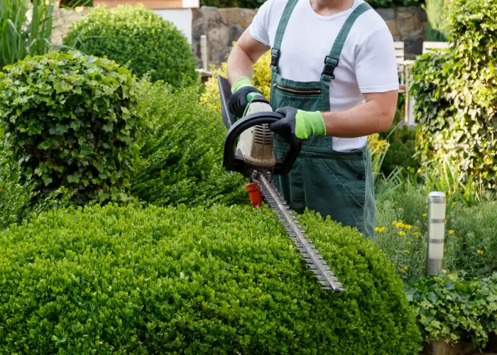 Ced Elagage Paysage Elagage Abattage Herault Taille Darbustes Et Haies