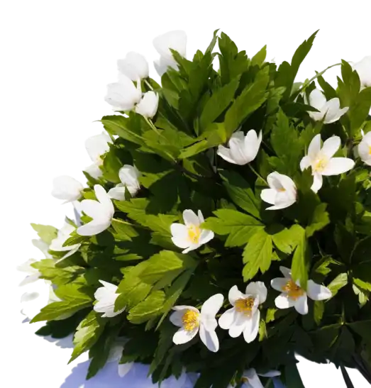 Ced Elagage Paysage Elagage Abattage Herault After