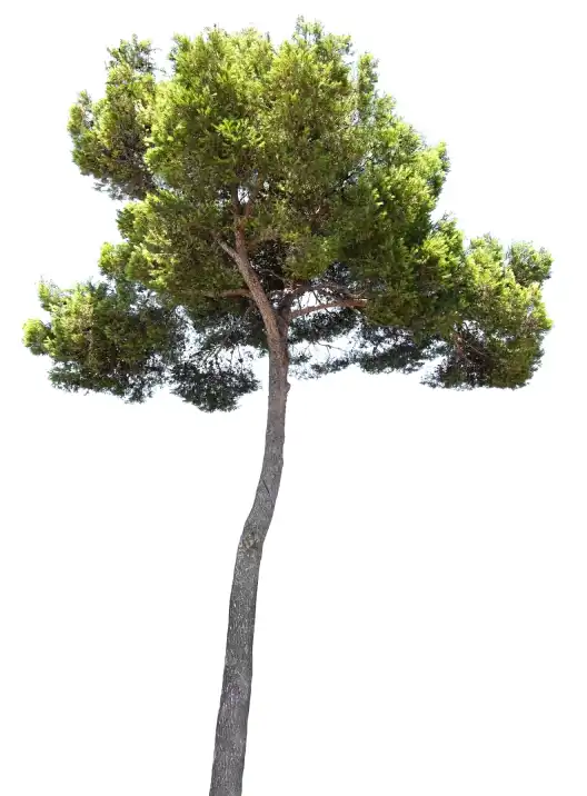 Ced Elagage Paysage Elagage Abattage Herault Apres