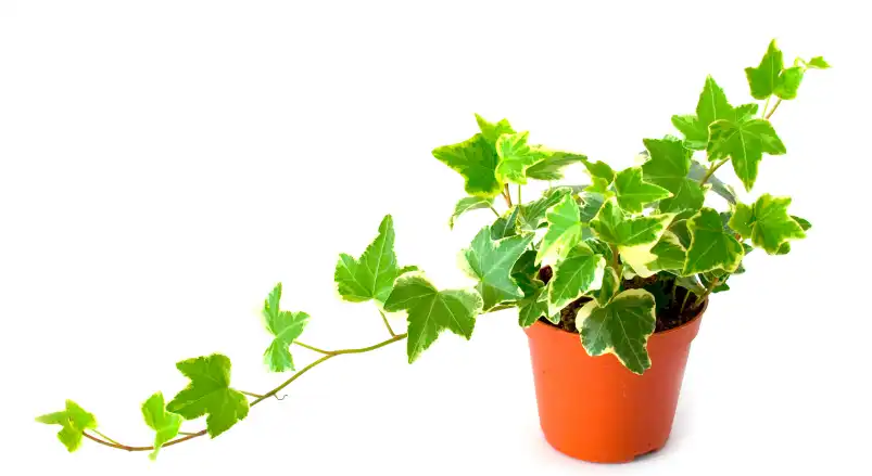 Ced Elagage Paysage Elagage Abattage Herault Avant