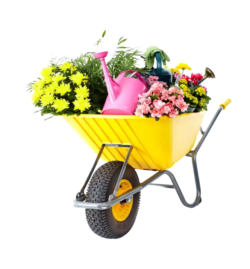 Ced Elagage Paysage Elagage Abattage Herault Avis