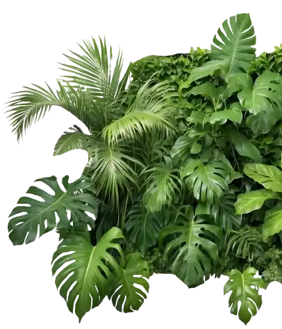 Ced Elagage Paysage Elagage Abattage Herault Bf