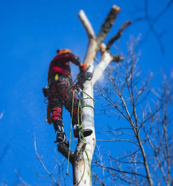 Ced Elagage Paysage Elagage Abattage Herault Elagage