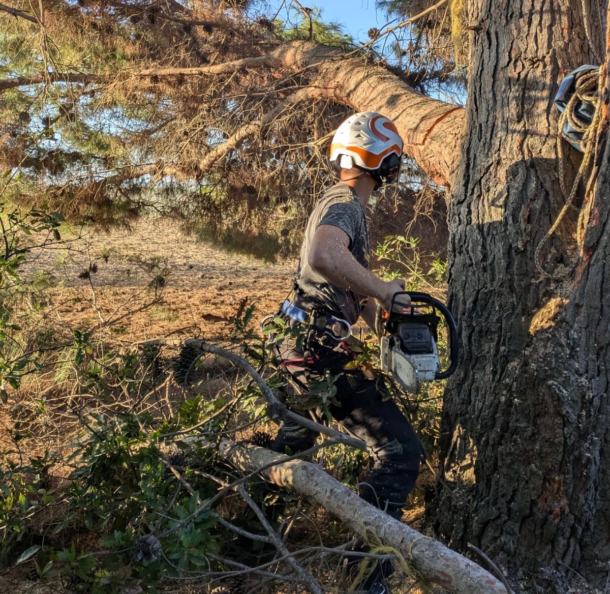 Ced Elagage Paysage Elagage Abattage Herault 3FB8678C 38C0 4878 B536 C15AECDE8219