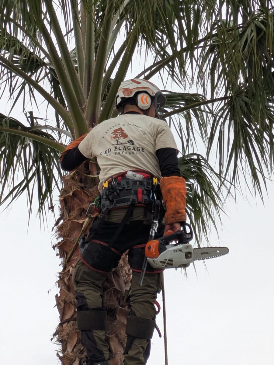 Ced Elagage Paysage Elagage Abattage Herault 3FE07FE8 B6C4 43FB B86C 00B77592A384