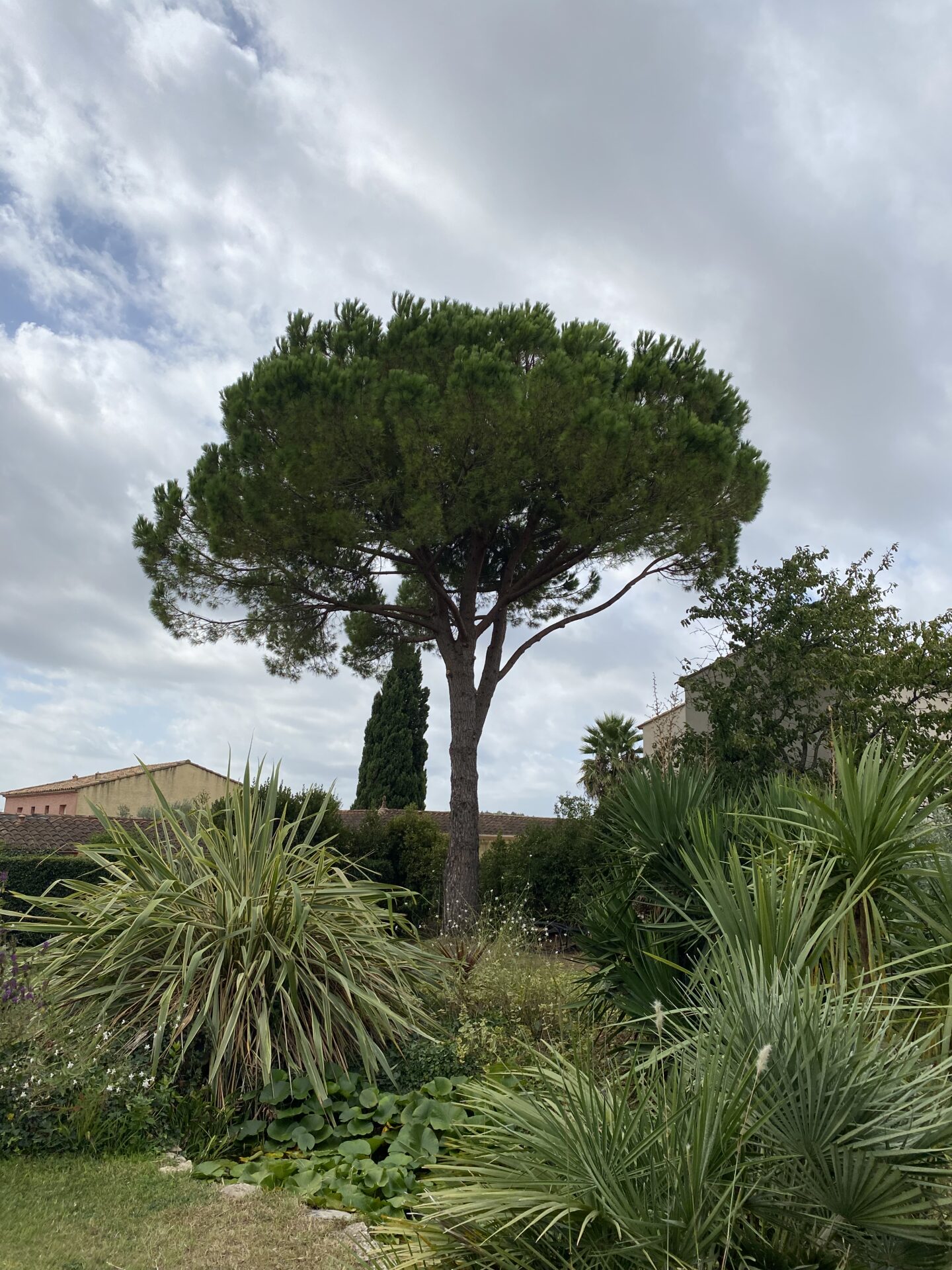 Ced Elagage Paysage Elagage Abattage Herault IMG 3223 2